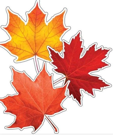 Maple Leaves Colorful Cut Outs Inspiring Young Minds To Learn