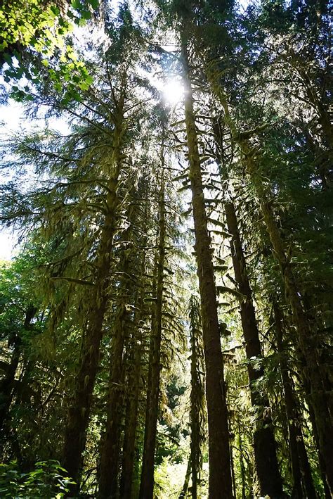 Hd Wallpaper United States Forks Hoh Rain Forest Visitor Center