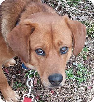 Aside from the breeder, the cost of a puppy will also depend on the kennel's location, the parents' bloodline, and the number of pups available. Wilmington, NC - Golden Retriever/Labrador Retriever Mix. Meet PARKER a Dog for Adoption.