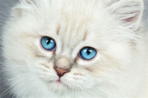 Cat Breeds With Blue Eyes