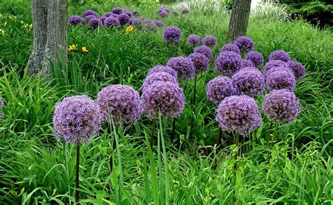 Ail Dornement Allium Spp Plantation Culture Entretien