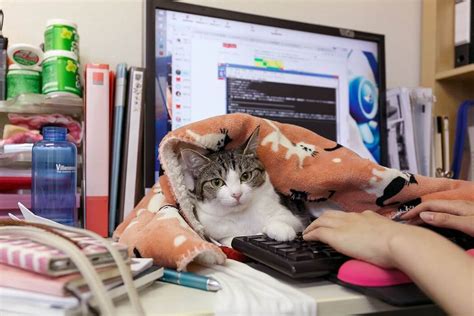 So Should You Be Bringing Your Cat To Work Hive