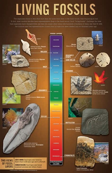 Living Fossils Wall Chart Pdf Answers In Genesis