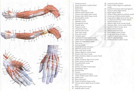 Arm muscle diagram muscles of the arm and hand classic human anatomy in motion the. Pin by Heather Kim on Human Anatomy | Arm muscle anatomy ...