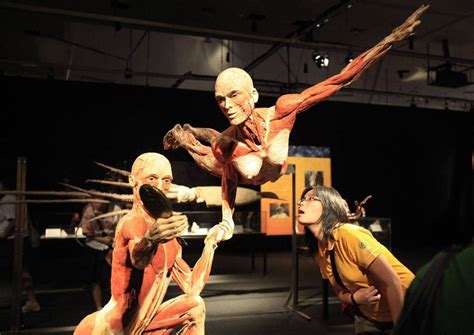 Body Worlds Exhibit Of Plastinated Corpses Opens Without Controversy In