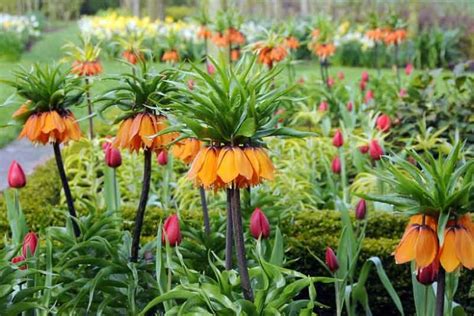 Fritillaria Imperialis The Premier Crown Imperial