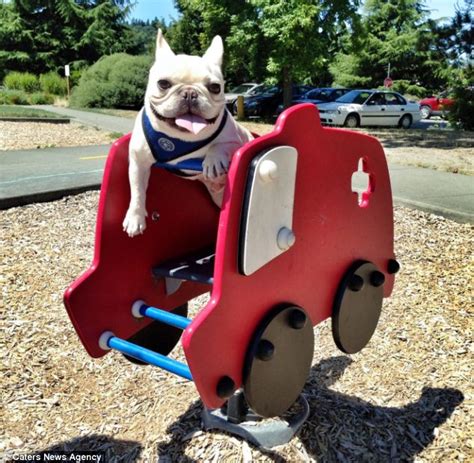 Charles Barkley The French Bulldog Becomes Instagram Favorite As He Is
