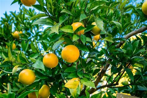 Premium Photo Oranges Branch With Green Leaves On Tree