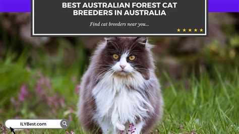 3 Best Norwegian Forest Cat Breeders In Australia 2022 Ily Best