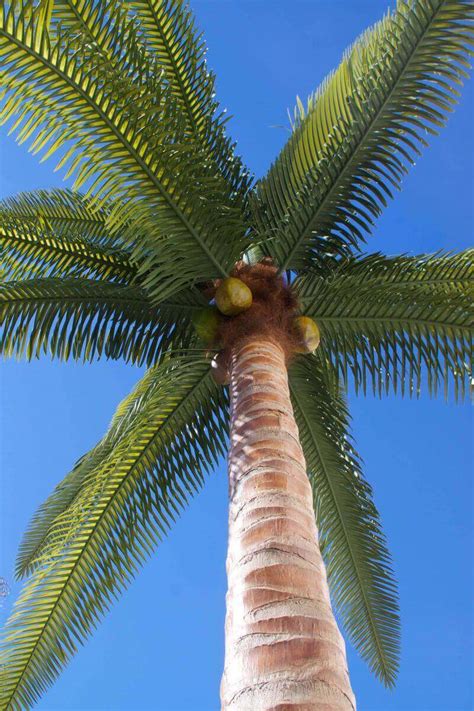 Artificial Coconut Palm Tree Treescapes And Plantworks