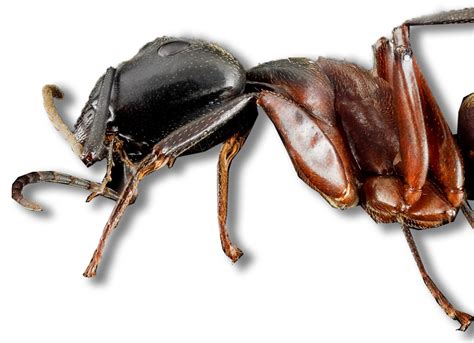 It's best to use a pest control professional who has the skills and tools at hand to effectively combat your bed bug problem. Ants & Ticks | Termite Boys