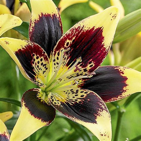 Easy Dance Asiatic Lily 2 Bulbs Yellow And Maroon 1416cm Hirt