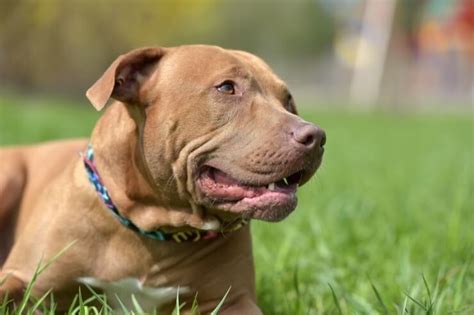 Red Nose Pitbull Dog Breed Information And Owners Guide Perfect Dog