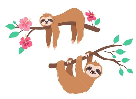 Sleeping Sloth On Tree Branch With Tropical Flowers Vector Lazy Sloth