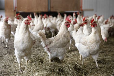 4 Tips Ternak Ayam Kampung Yang Benar