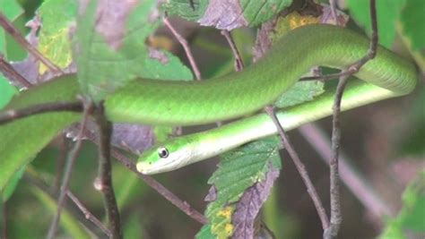 Rough Green Tree Snake Rm Exotics