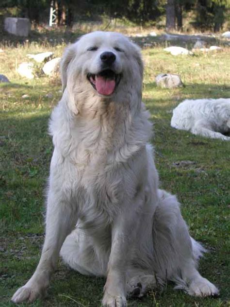 Slovensky Cuvac Livestock Guardian Dog Breed — For Love Of Livestock
