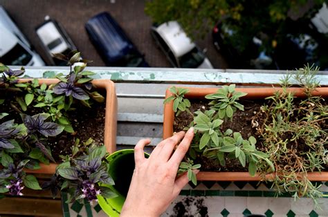 Guide To Urban Gardening Install It Direct