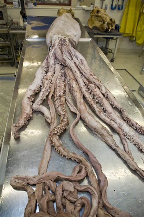 Giant Squid Smithsonian Ocean