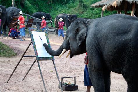 Cara Melukis Gajah Comel Cara Menggambar Gajah Sederhana Dan Mudah