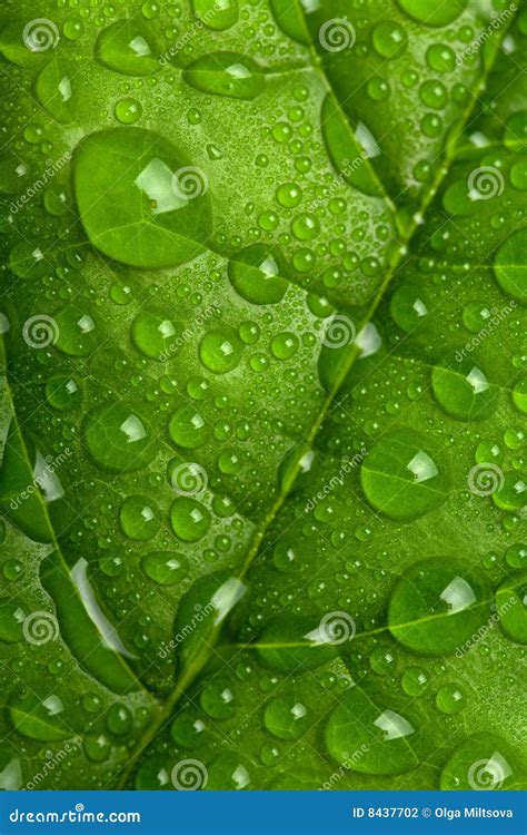 Fresh Green Leaf With Water Droplets Stock Photo Image Of Drip Green