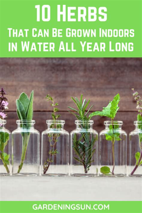 10 Herbs That Can Be Grown Indoors In Water All Year Long Gardening Sun