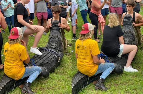 Giant Alligator Moved From Hilton Head Sc Mini Golf Course The State