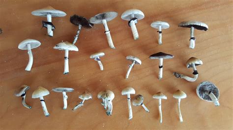 Need Help With Id Mushroom Hunting And Identification Shroomery