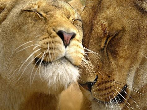 23 Romantic Lion Love Quotes Haldaneolubanke