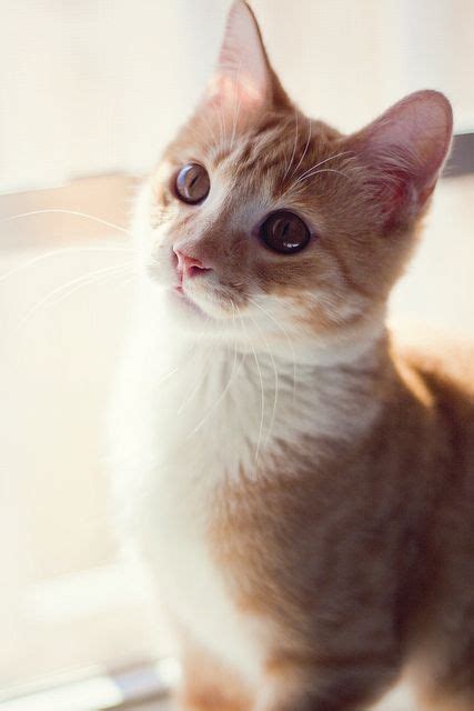 Photogenic Felines Cute Cats And Dogs Cute Cats Kittens Cutest