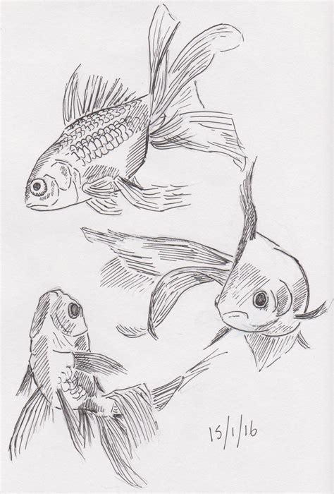 15012016 Day 15 Goldfish Sketches By Dandrawsdaily On Deviantart