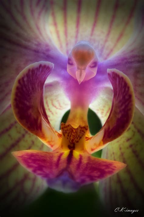 ˚mystic Bird Orchid Unusual Flowers Beautiful Orchids