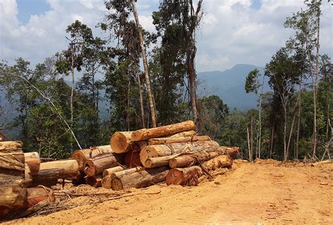 Jenis Kayu Balak Di Malaysia