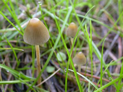 A Couple Of Psilocybe Semilanceata Photographs From This Past Season