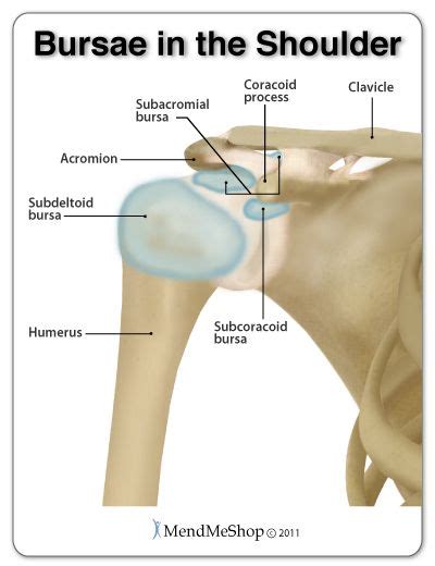 Shoulder Bursa Anatomy The Shoulder Joint Contains 4 Main Bursae The