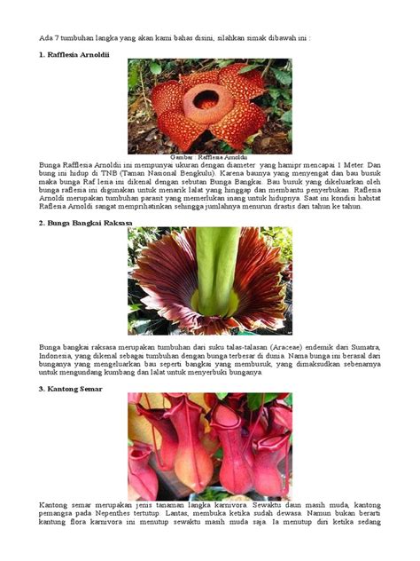 Maybe you would like to learn more about one of these? Terbaru 12+ Bunga Raflesia Di Gambar Menggunakan Pensil ...
