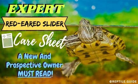 Red Eared Slider Care Sheet For Raising A Happy And Healthy Turtle