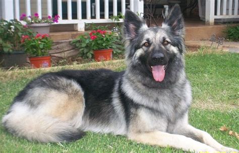 Shiloh Shepherd Info Puppies Breeders Temperament Pictures