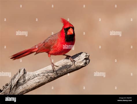 Bright Red Cardinalis Cardinalis Northern Cardinal Male Sitting On A