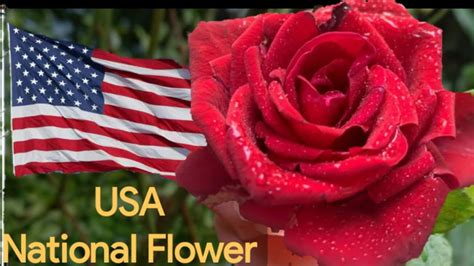National Flower Of Usa Rose Flower Youtube