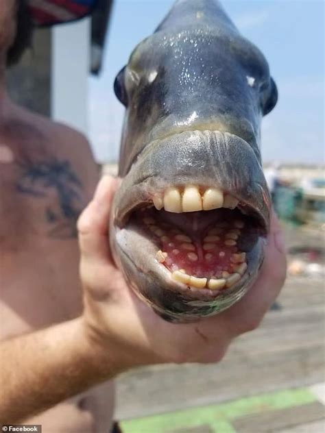 Bizarre Fish With A Mouth Full Of Human Like Teeth Is Caught Off The