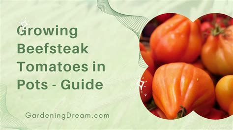 The Ultimate Guide To Growing Beefsteak Tomatoes In Pots Youtube