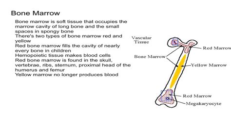 Diagram Of Yellow And Red Bone Marrow