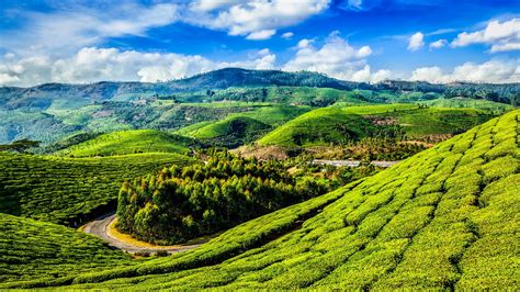 Hill Slopes With Tea Plantations India Wallpaper Backiee