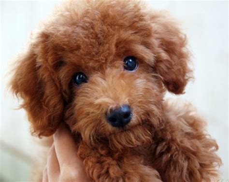 Brown Poodle Puppy Images