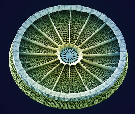 Diatom Sem 73 Photograph By Steve Gschmeissner Pixels