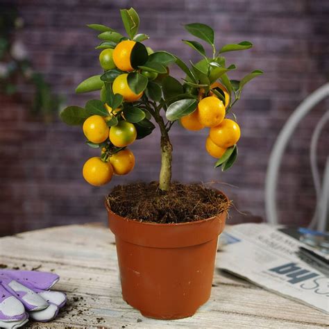 Mini Citrus Orange Tree In Decorative Pot 1 Plant House Etsy