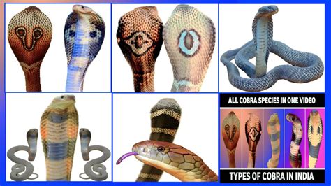 Cobra Types In India All Type Of Indian Cobras Cobra Species In