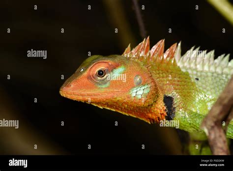 Common Green Forest Lizard Calotes Calotes Adult Male Close Up Of