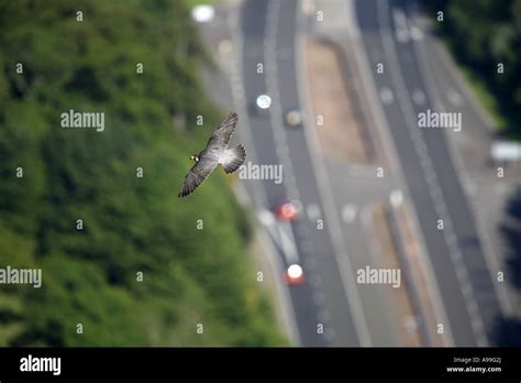Peregrine Falcon In Flight Stock Photo Alamy